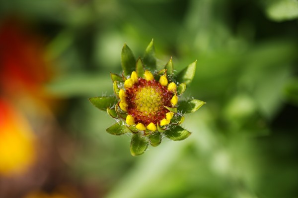 Gaillardia Bud Yellow Red by Joy Watson